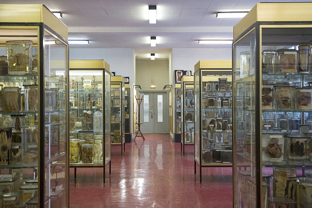 El Museo Dupuytren.