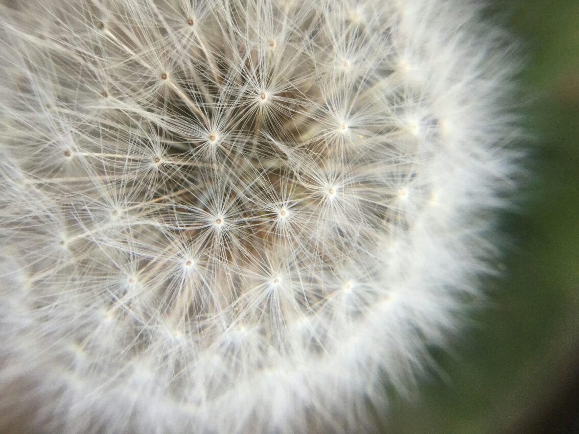 make a wish dandelion
