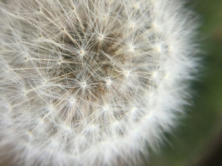 make a wish dandelion