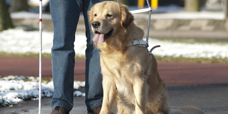 mascotas para personas con discapacidad