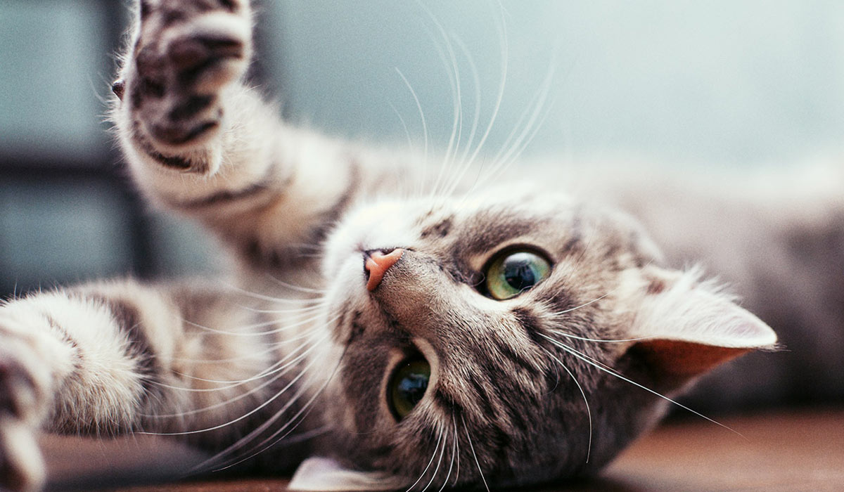 gatos para niños con discapacidad