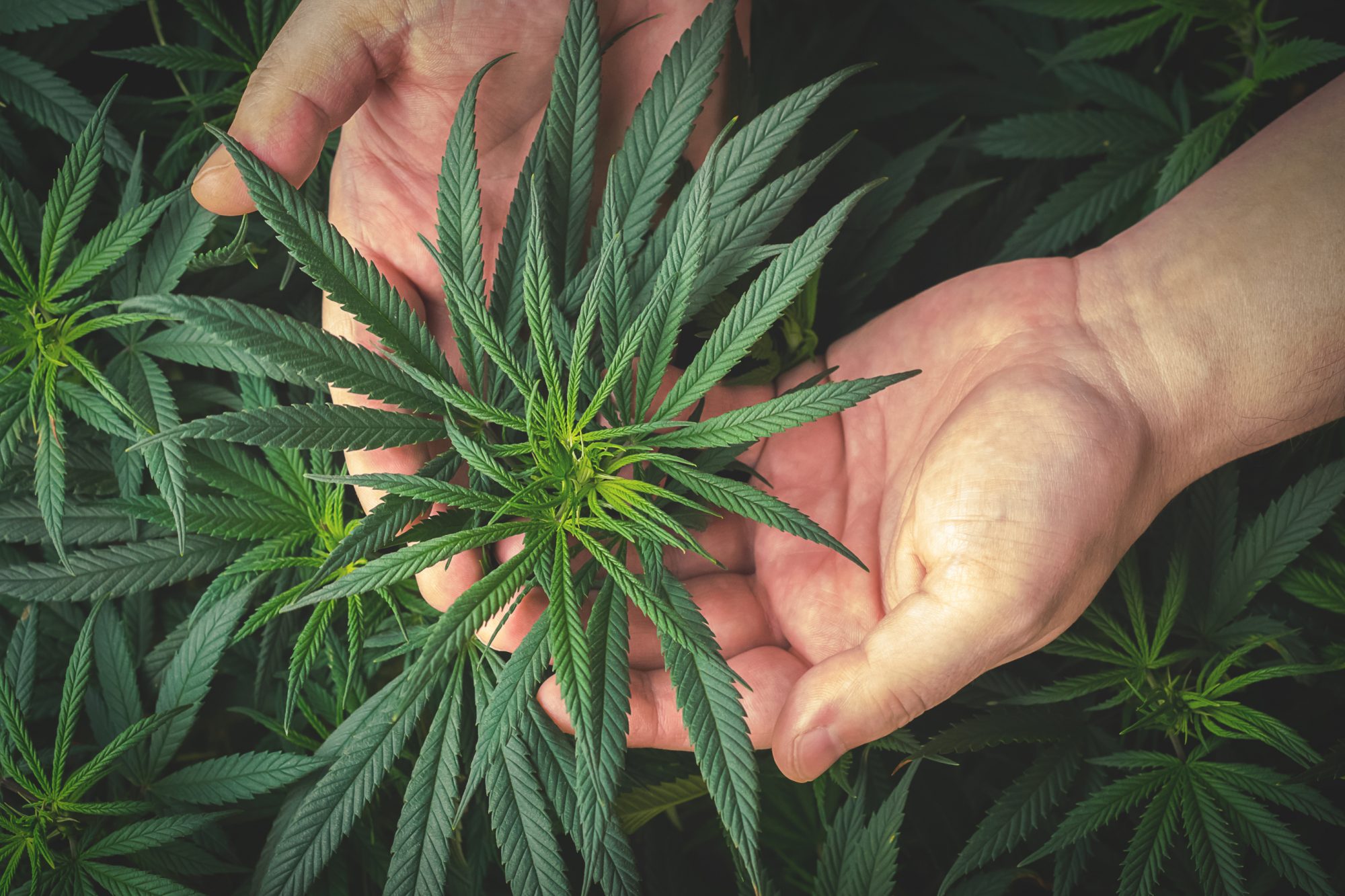 cannabis