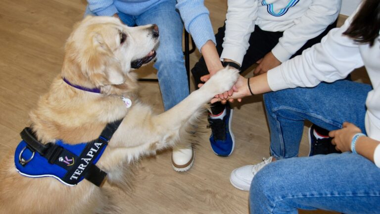 ¿Cómo funciona la terapia asistida por perros?