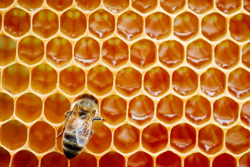 Peniocerol y miel de abeja prometen
