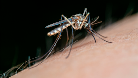 Mosquito propagando el dengue