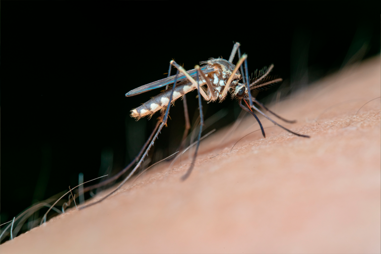Mosquito propagando el dengue