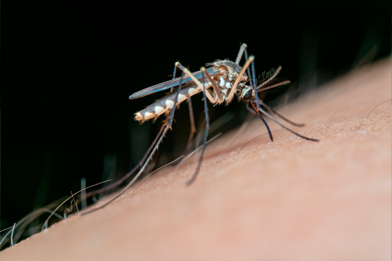 Mosquito propagando el dengue